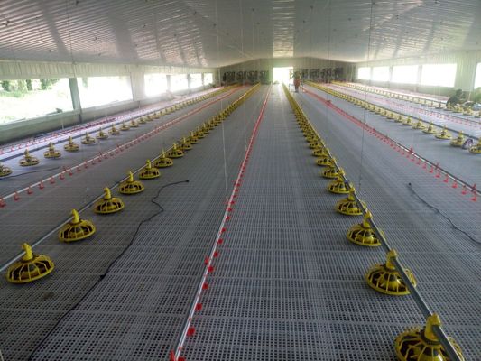 Système de plancher de poulets de chair OEM 380V Système de plancher de poulets de chair pour toute la maison