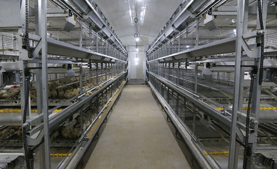 Système ISO de cage de poulet pour poulets de chair Cage de poulet personnalisée pour l'élevage de volailles