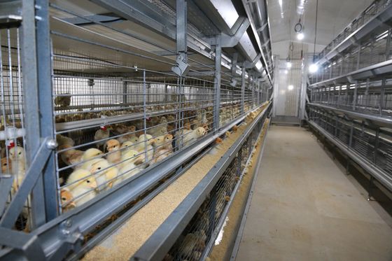 Système ISO de cage de poulet pour poulets de chair Cage de poulet personnalisée pour l'élevage de volailles
