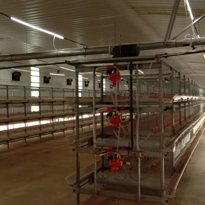 Système automatique d'alimentation des poulets de chair La solution idéale pour les élevages avicoles