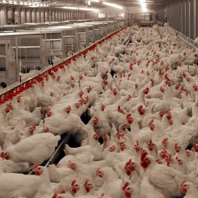 Système de plancher de viande et de poulet durable avec résistance à la corrosion / matière plastique