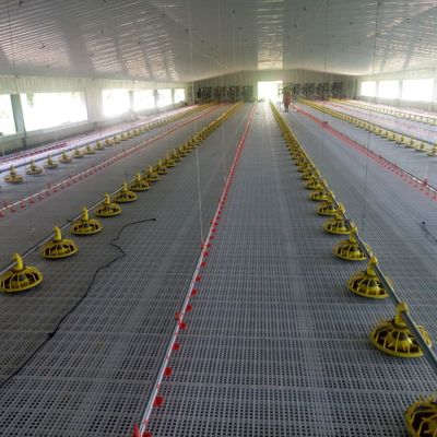 Système de plancher anti-dérapant pour poulets de chair Standard pour une performance supérieure