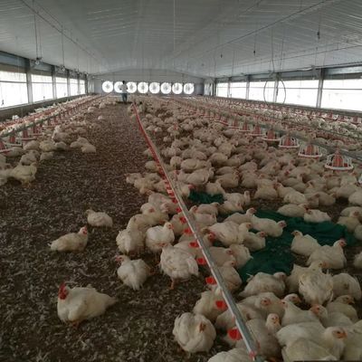 Construction à bas prix Construction de structure en acier Ferme de volaille Poulet maison