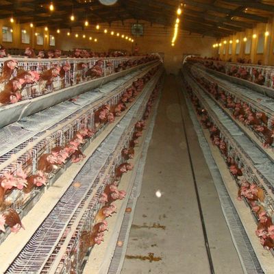 Un type de cage de poulet en acier galvanisé avec système automatique d'absorption / élimination du fumier