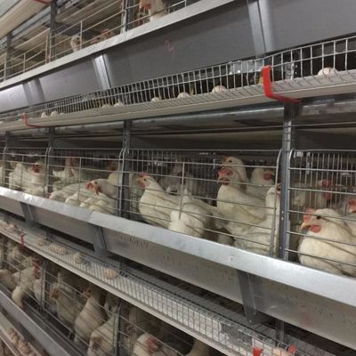 Un type de cage de poulet en acier galvanisé avec système automatique d'absorption / élimination du fumier