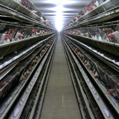 Cage de poulet galvanisée à 3 niveaux avec alimentation automatique
