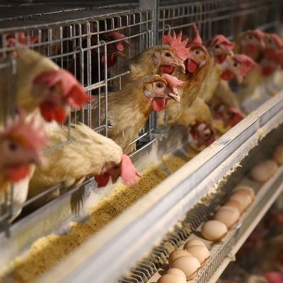 Cage de poulet galvanisée à 3 niveaux avec alimentation automatique