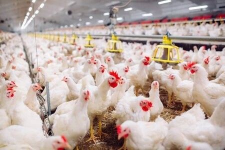Conception professionnelle Équipement d'élevage de poulets Maison préfabriquée bâtiments en acier