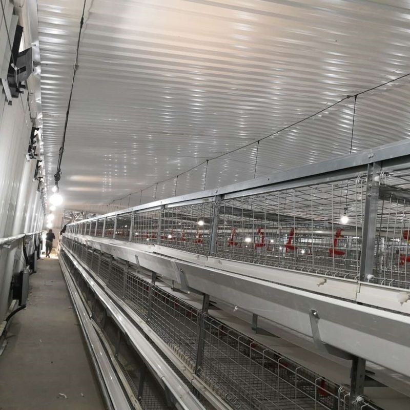 Système de cage de poulet de poulets de grande portée 230M*56M pour le pays d'origine