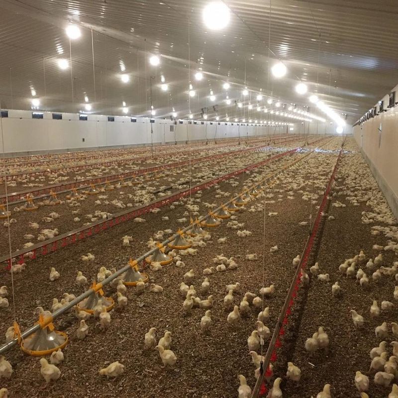 Système de plancher de viande et de poulet durable avec résistance à la corrosion / matière plastique