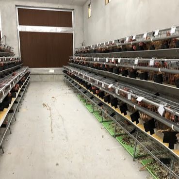 Un type de cage de poulet en acier galvanisé avec système automatique d'absorption / élimination du fumier