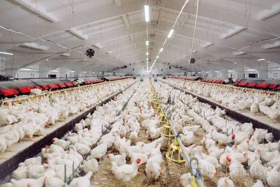 Conception professionnelle Équipement d'élevage de poulets Maison préfabriquée bâtiments en acier