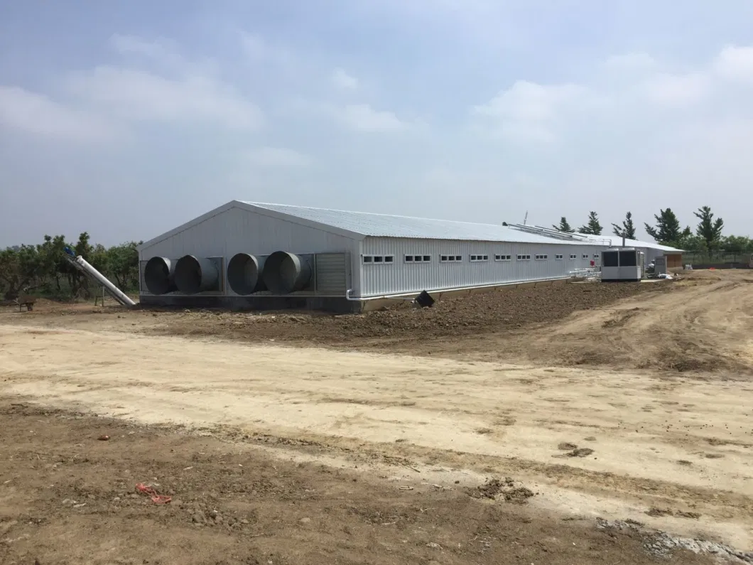 CE Maison de ferme d'élevage Structure en acier Maison de poulet et équipement pour poulet 1
