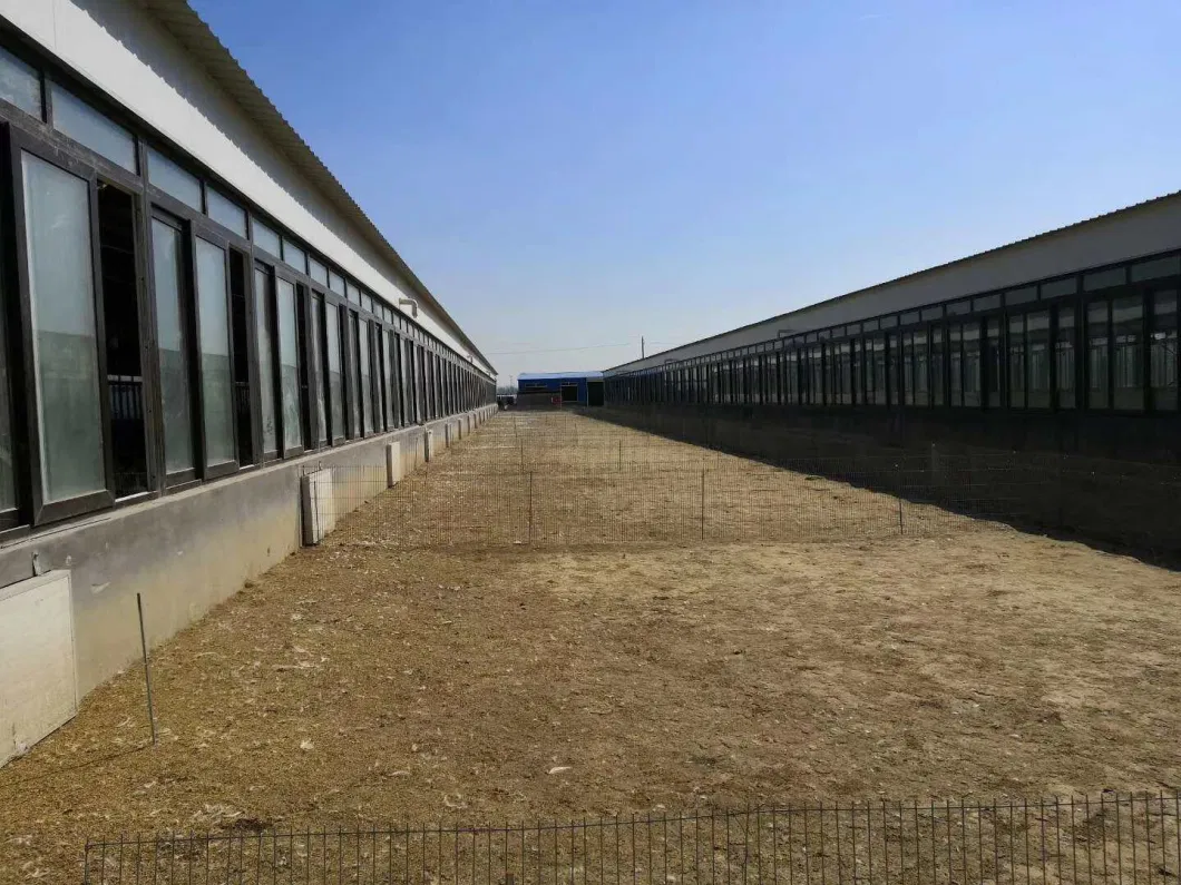 CE Maison de ferme d'élevage Structure en acier Maison de poulet et équipement pour poulet 4