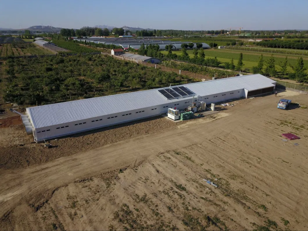 CE Maison de ferme d'élevage Structure en acier Maison de poulet et équipement pour poulet 5