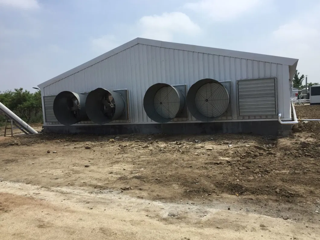 CE Maison de ferme d'élevage Structure en acier Maison de poulet et équipement pour poulet 6