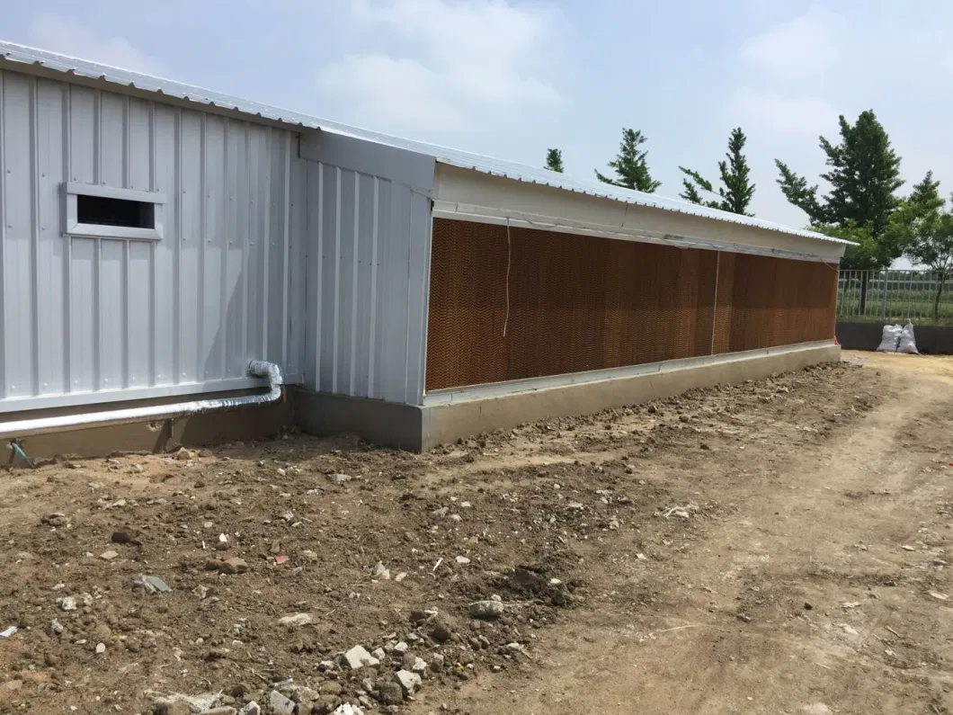 CE Maison de ferme d'élevage Structure en acier Maison de poulet et équipement pour poulet 10