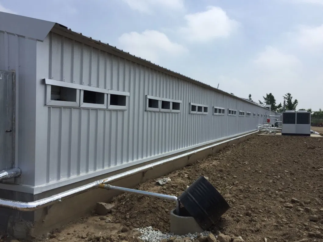 CE Maison de ferme d'élevage Structure en acier Maison de poulet et équipement pour poulet 9